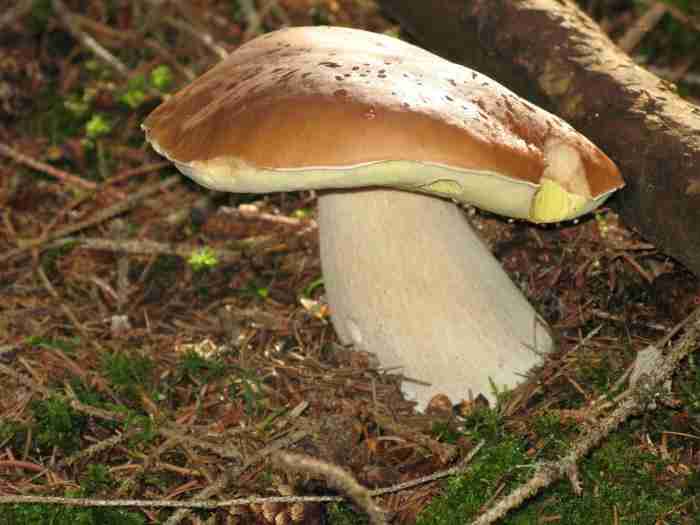  Image name: 283 Porcino.jpg 
 width: 700 pixel 
 height: 525 pixel 
 Size: 26876 bytes 
 Click to enlarge 